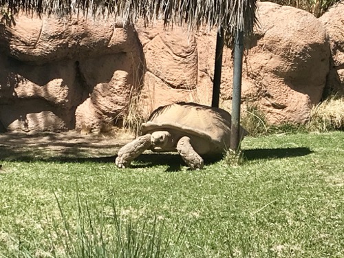 Tortoise